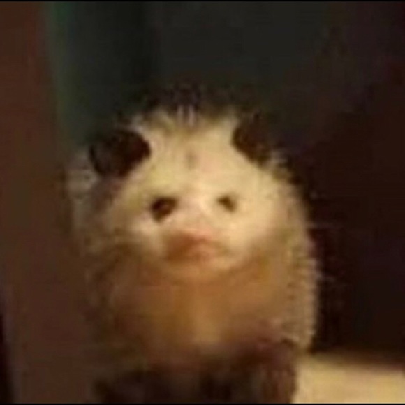 Meet your Posher, Jorge - Picture 1 of 1